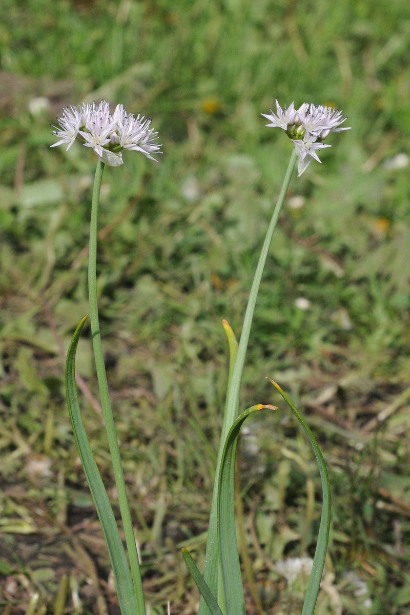 Image of Allium nevii specimen.