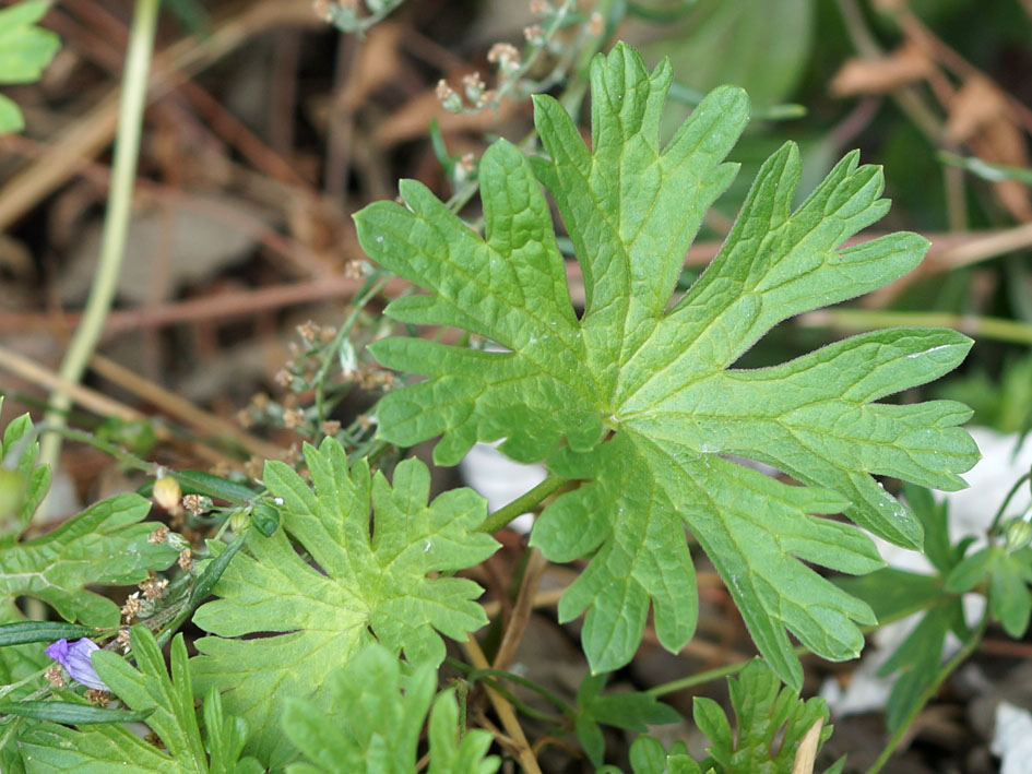 Image of genus Geranium specimen.