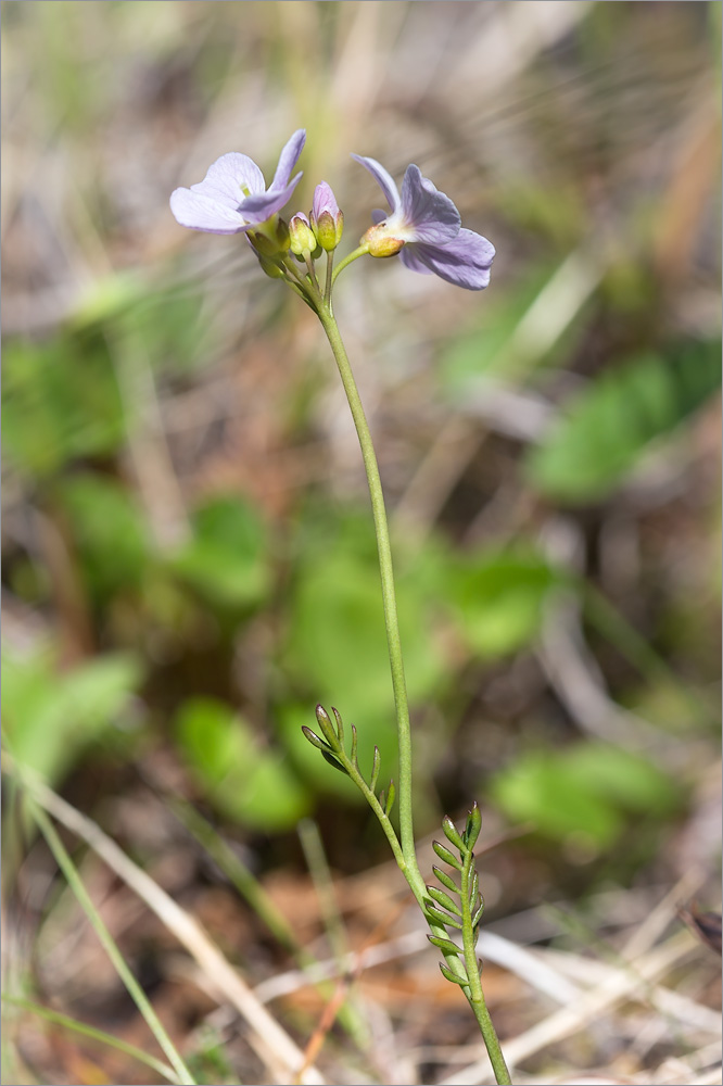 Изображение особи Cardamine pratensis ssp. angustifolia.