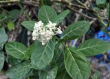 Calotropis gigantea. Верхушка побега с соцветием. Андаманские острова, Порт-Блэр, в культуре. 29.12.2014.