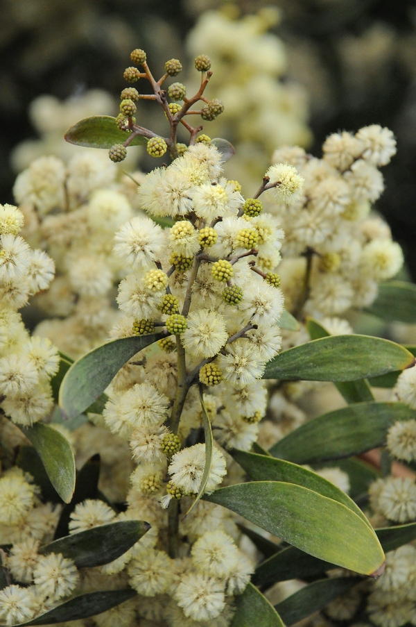 Image of Acacia melanoxylon specimen.