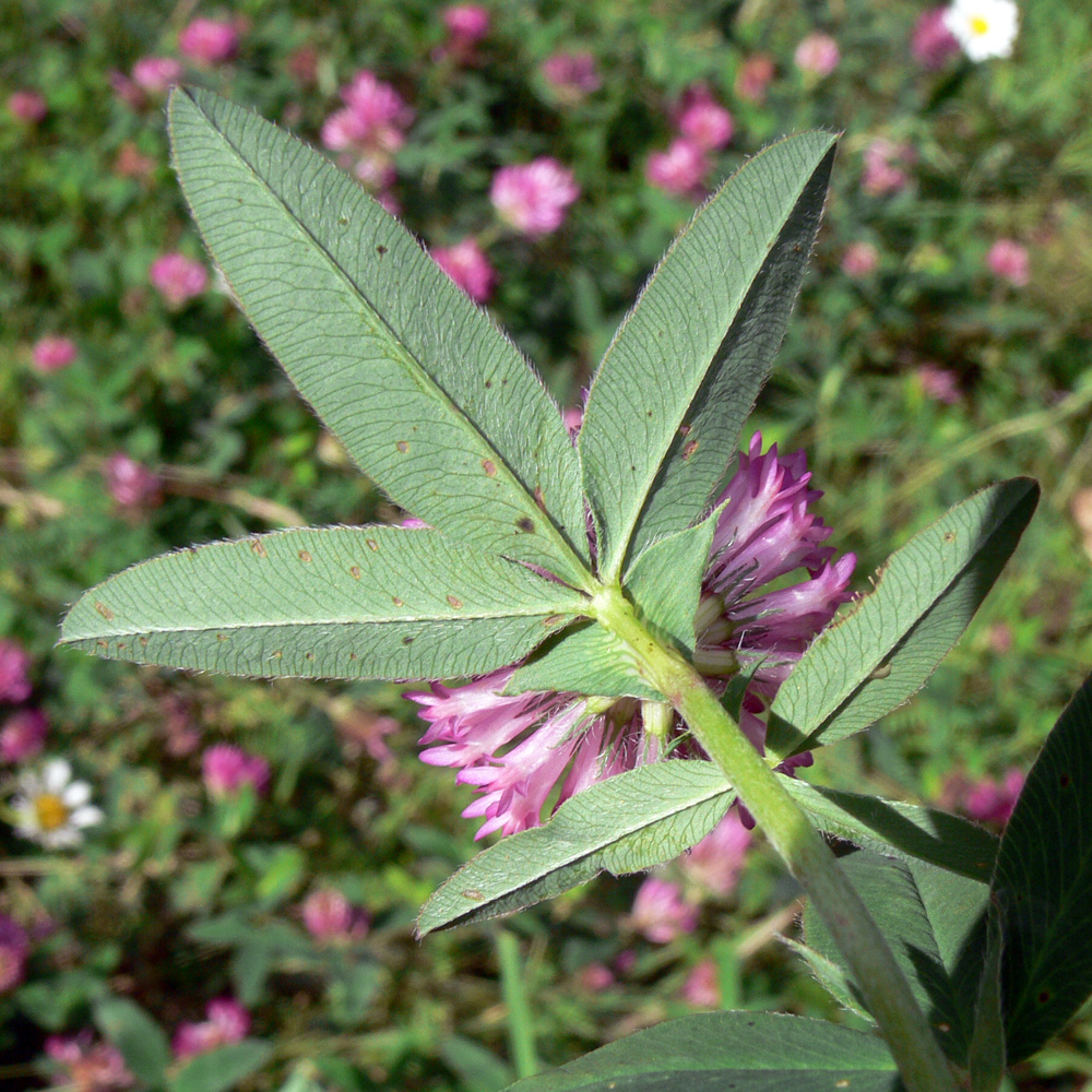 Изображение особи Trifolium medium.