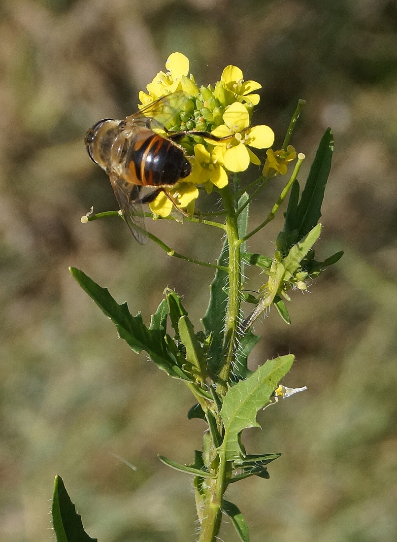 Image of Sisymbrium loeselii specimen.