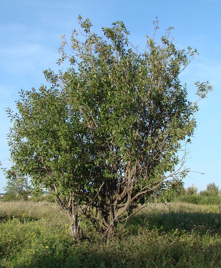 Image of Salix caprea specimen.