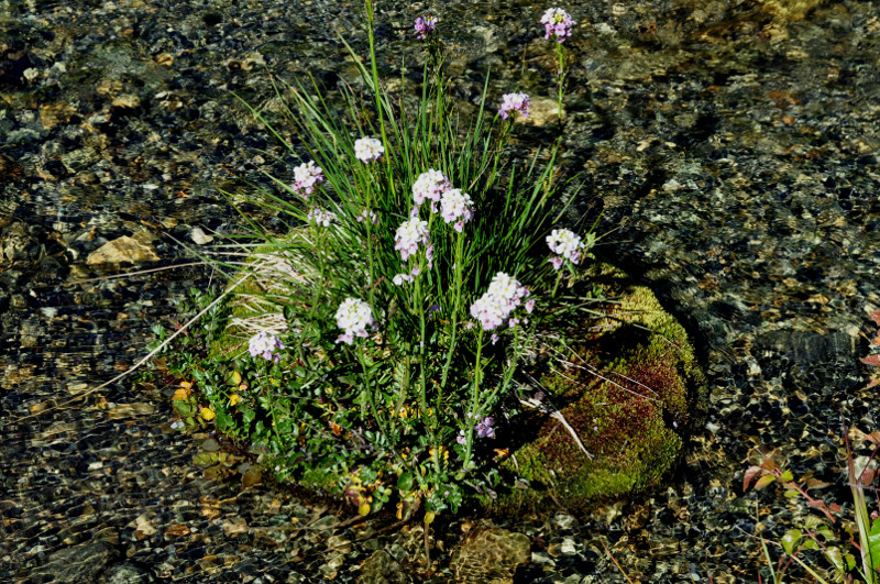 Image of Cardamine seidlitziana specimen.