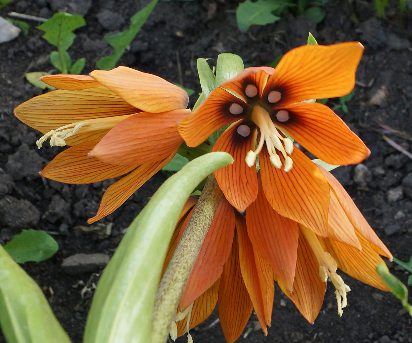 Image of Fritillaria imperialis specimen.