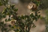 Medicago arborea