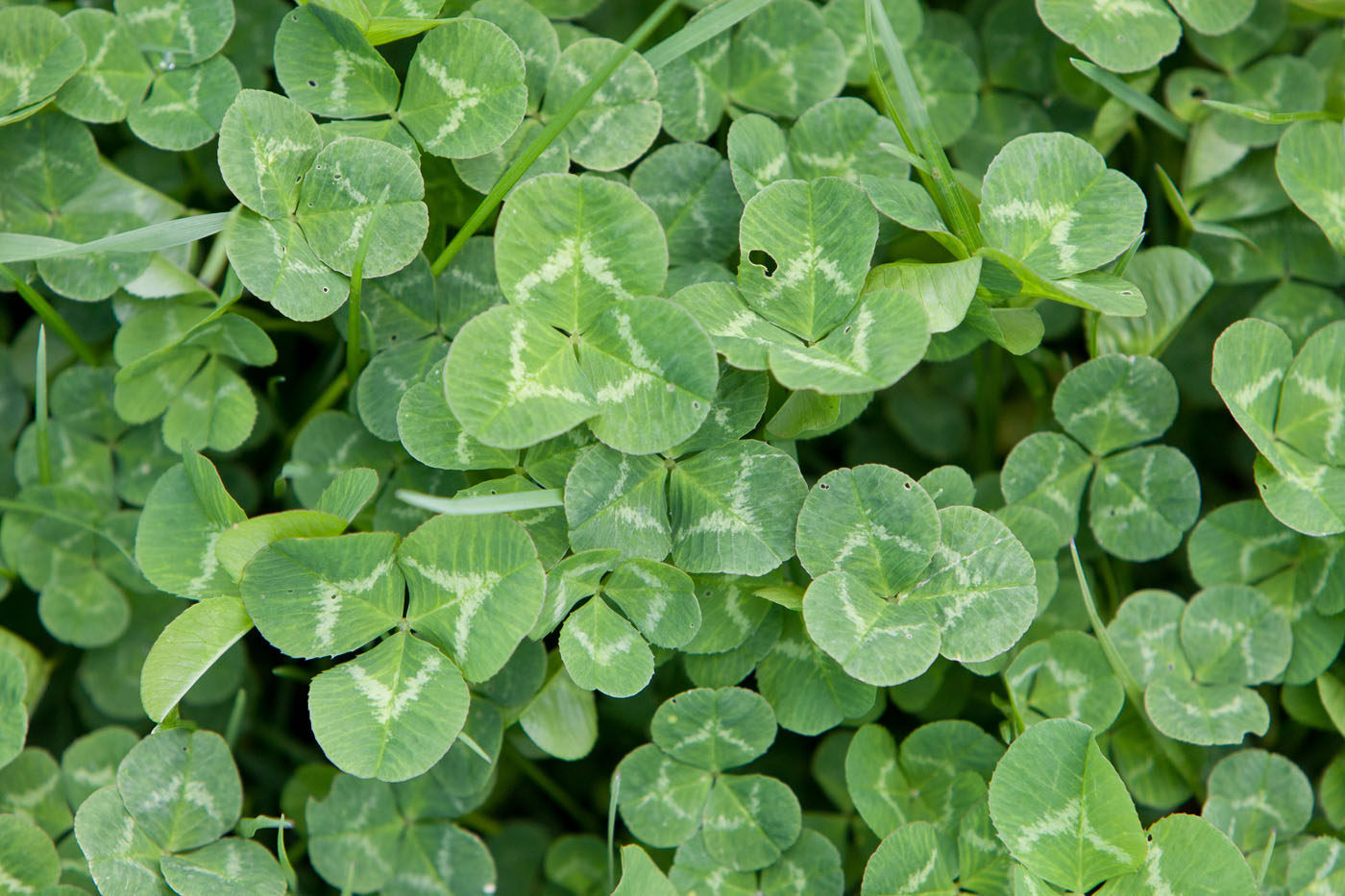 Image of Trifolium repens specimen.