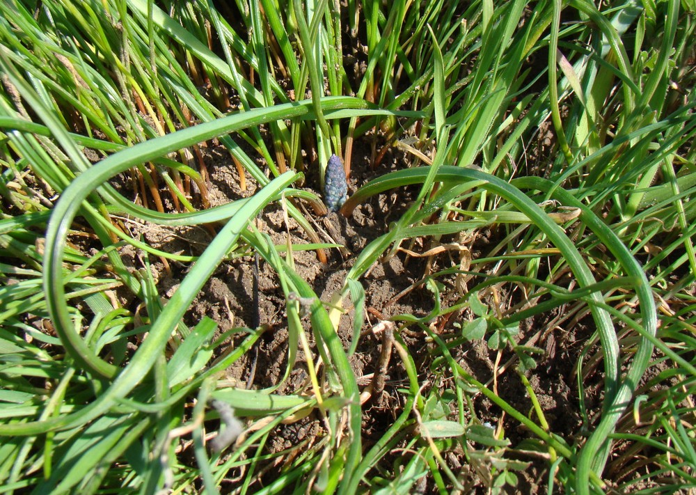 Image of Muscari neglectum specimen.