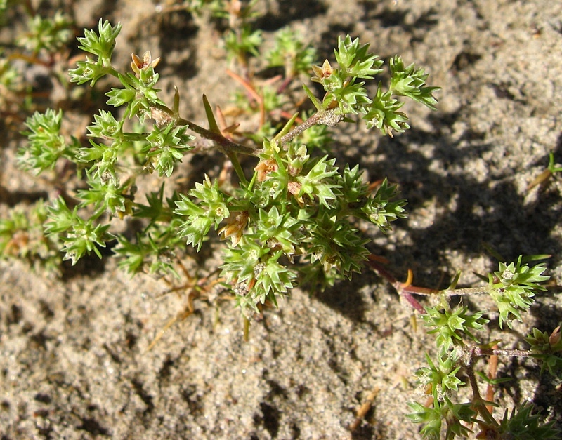 Image of Scleranthus annuus specimen.