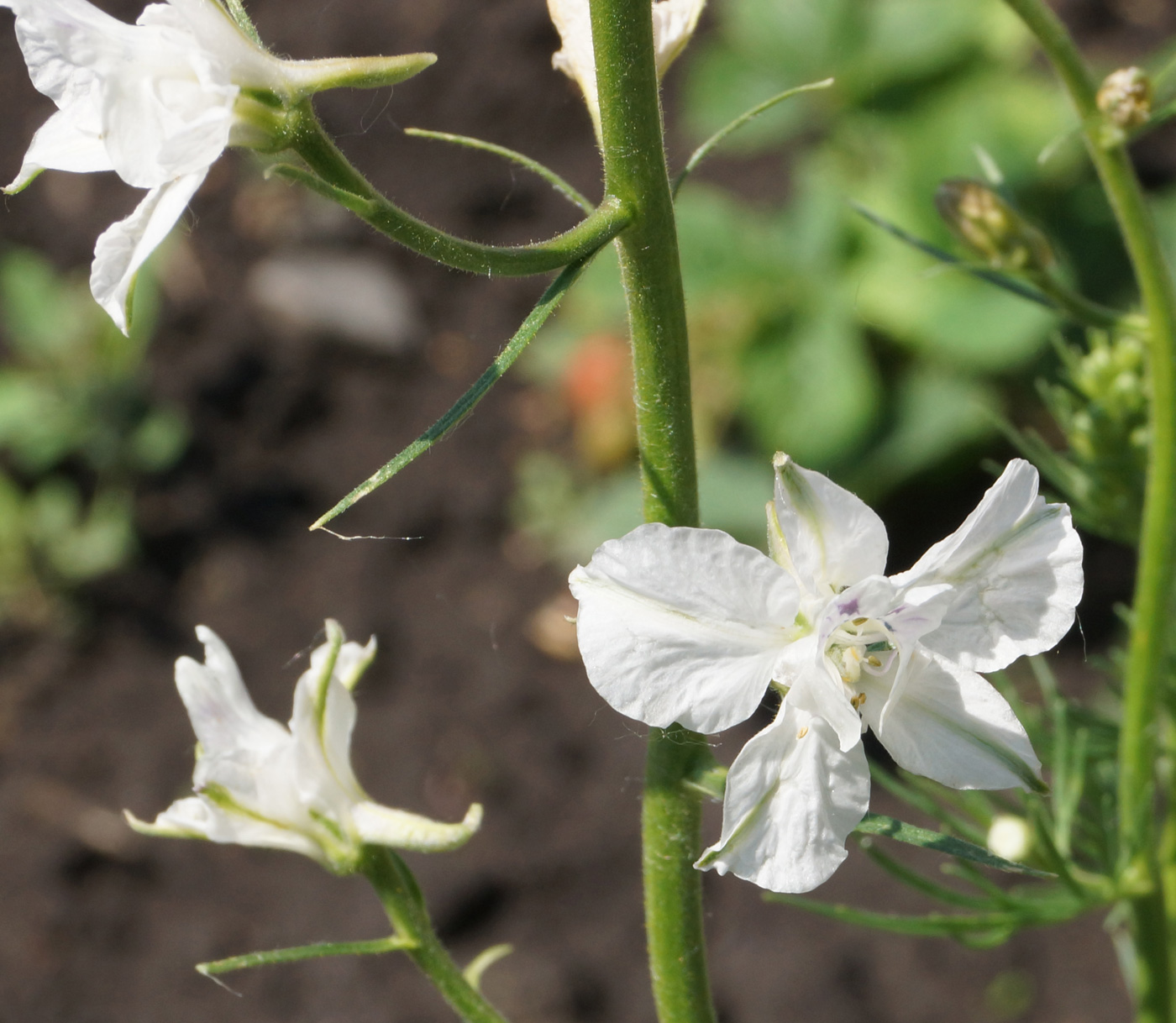 Изображение особи Delphinium ajacis.