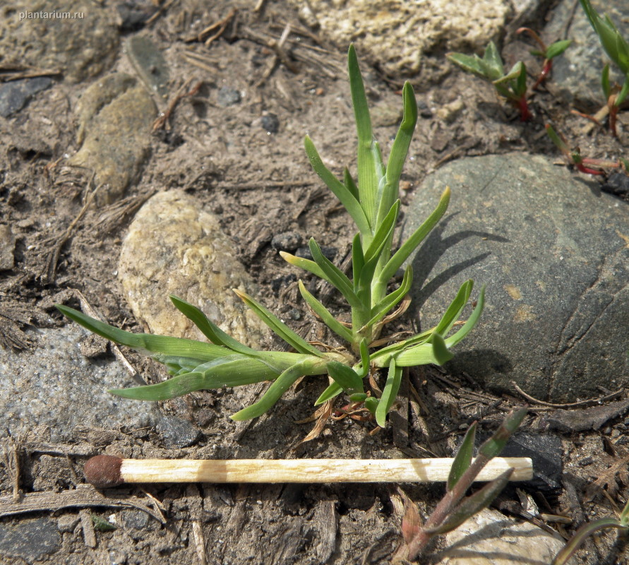 Изображение особи Sclerochloa dura.