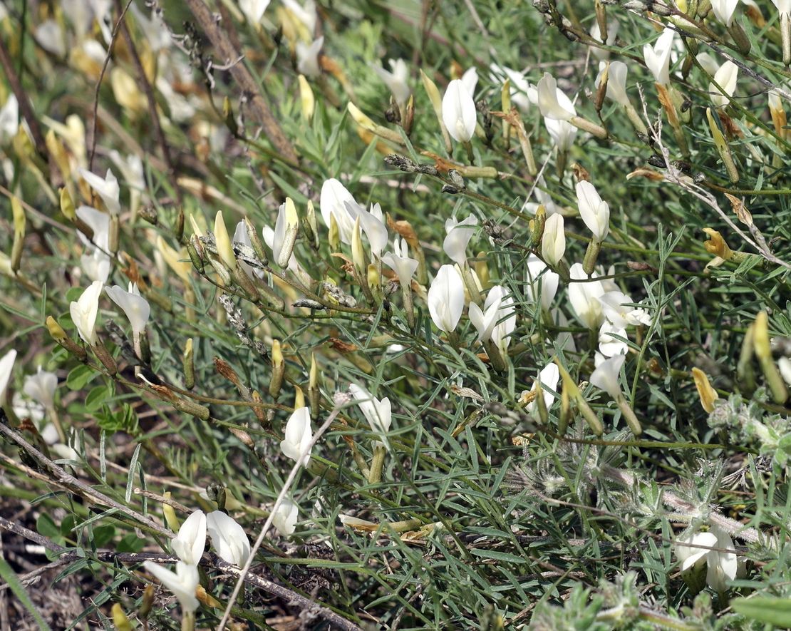 Изображение особи Astragalus ucrainicus.