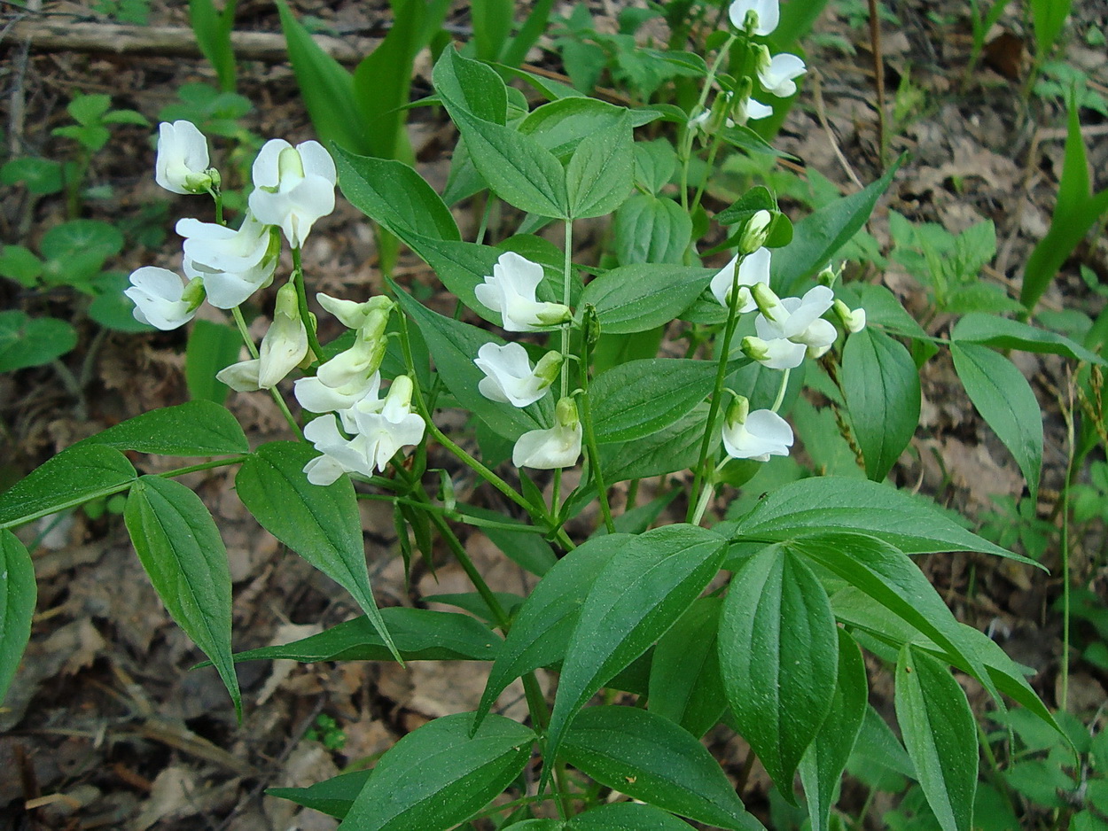 Изображение особи Lathyrus vernus.