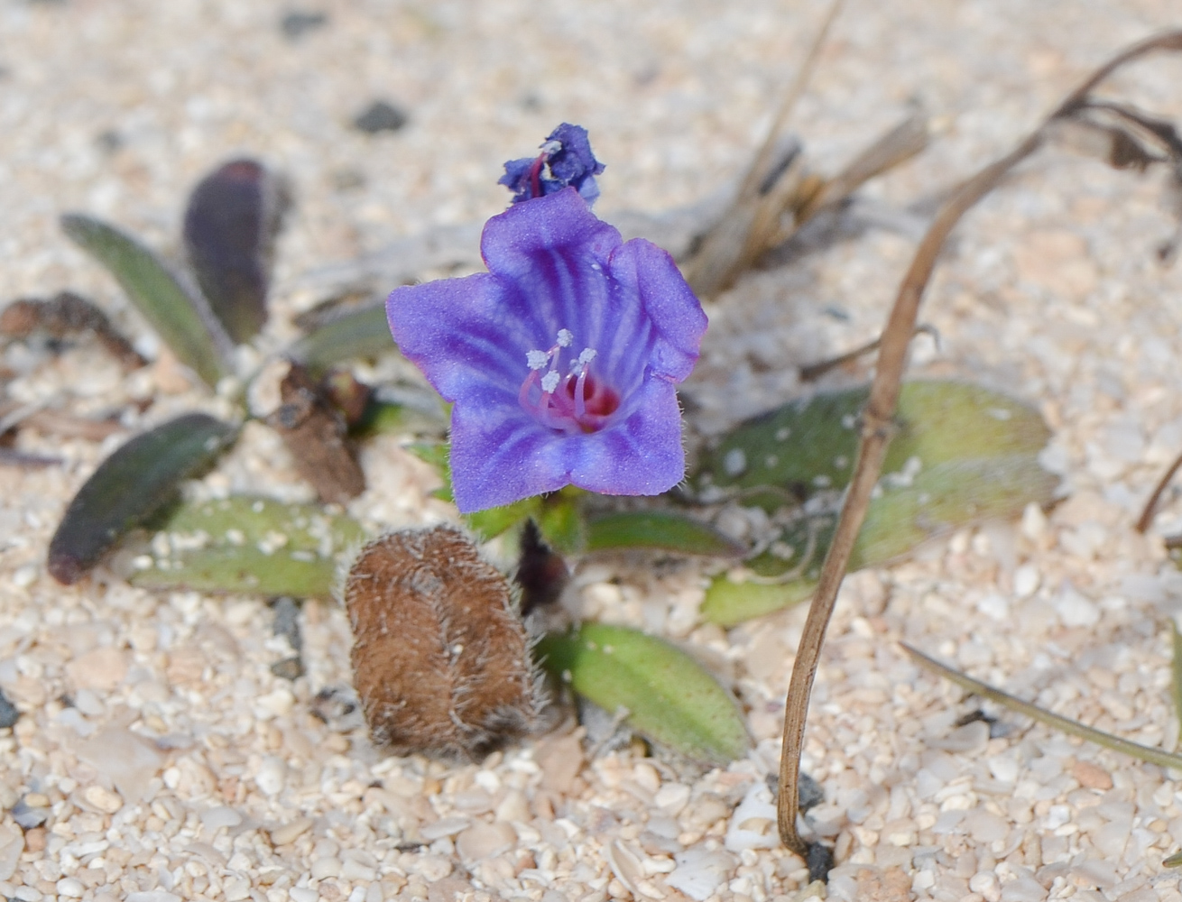 Image of Echium bonnetii specimen.