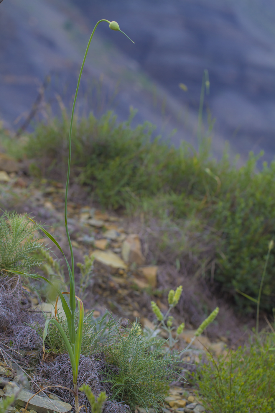 Image of Allium atroviolaceum specimen.