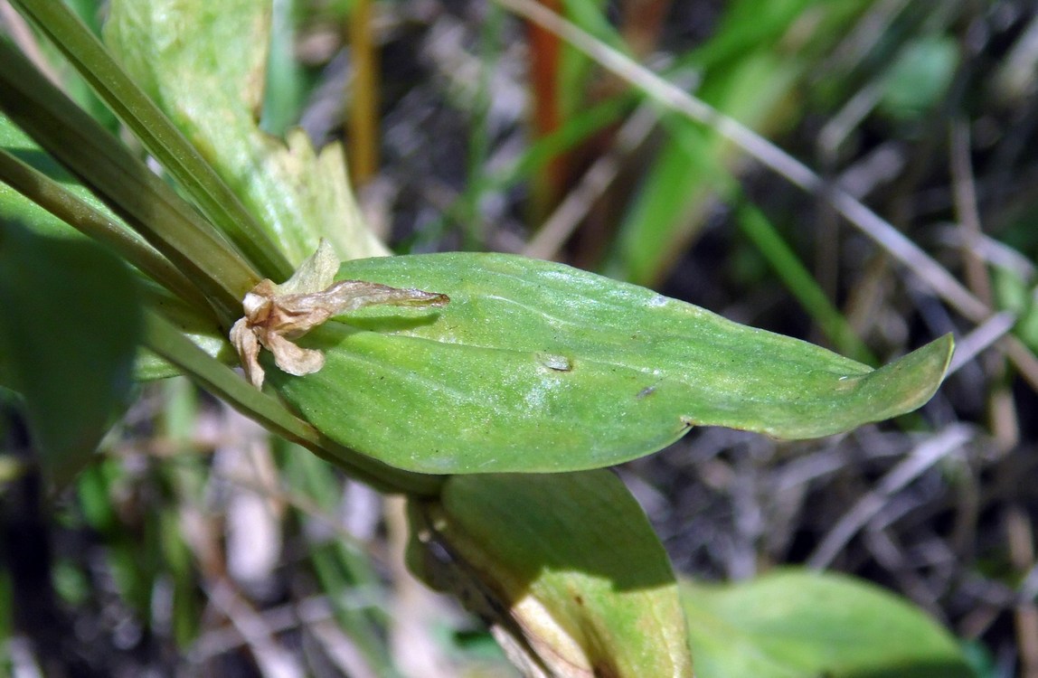 Image of Centaurium erythraea specimen.