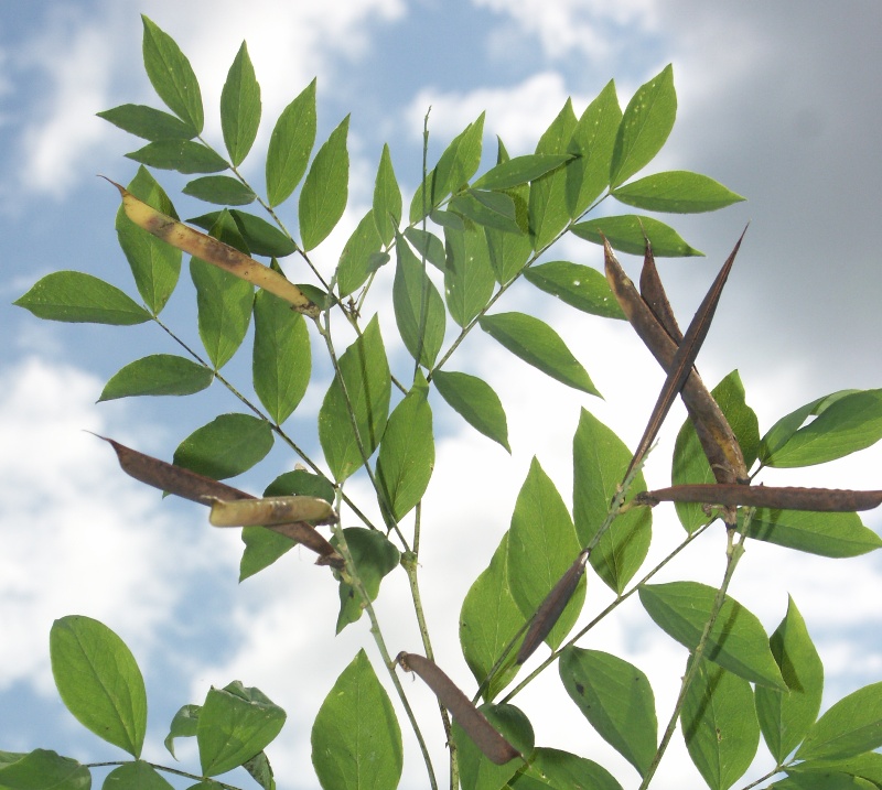 Image of Lathyrus laevigatus specimen.