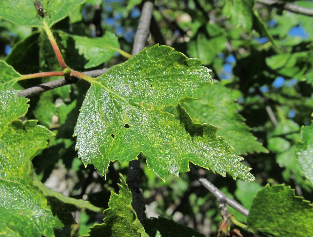 Image of Betula litwinowii specimen.