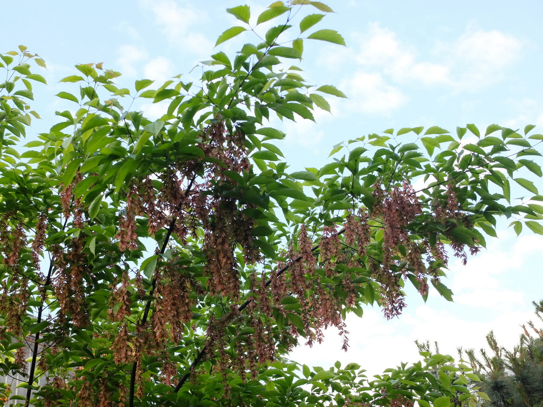 Image of Acer henryi specimen.