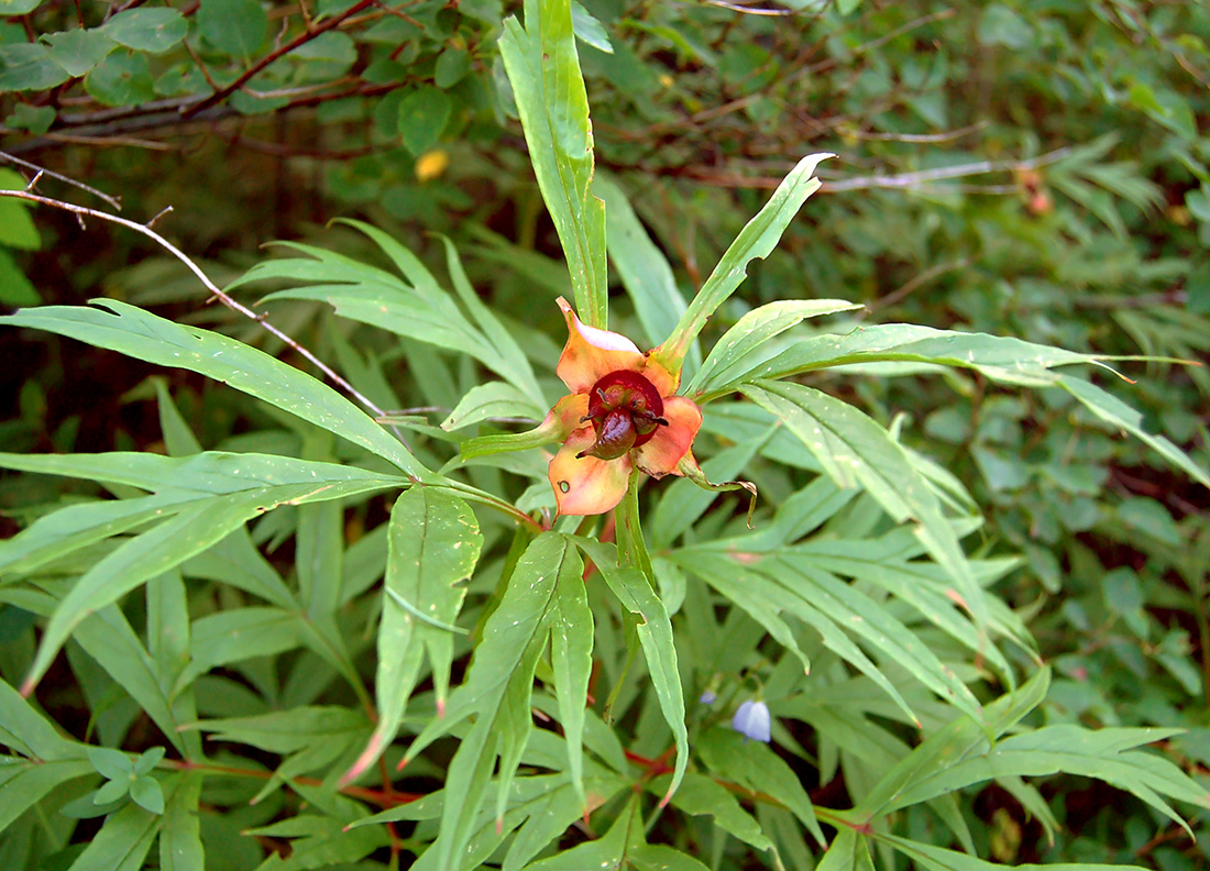 Изображение особи Paeonia anomala.