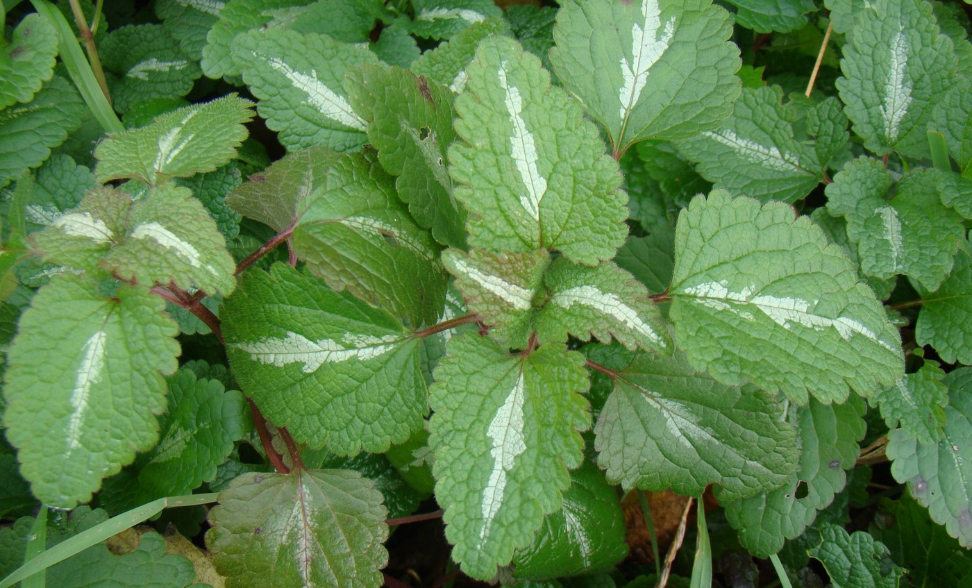 Image of Lamium maculatum specimen.