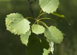 Populus tremula