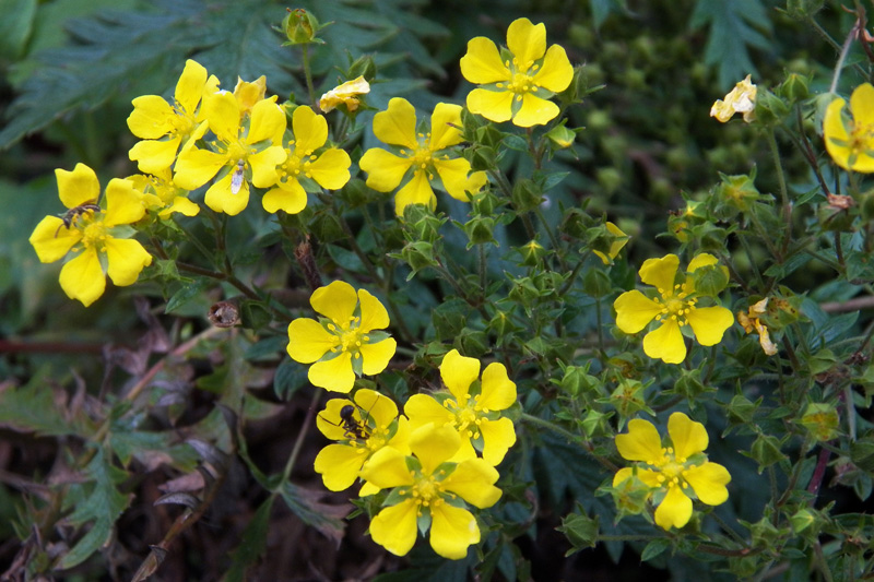 Image of Potentilla chinensis specimen.