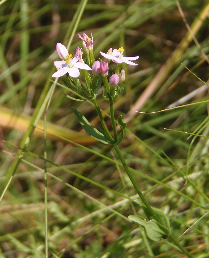 Image of Centaurium erythraea specimen.