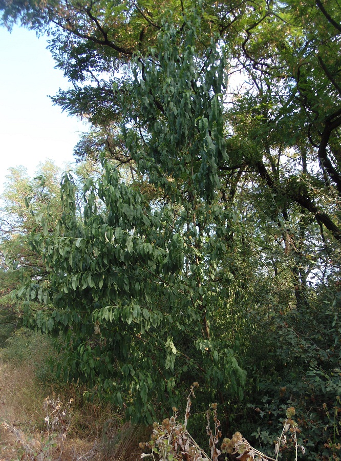 Image of Persica vulgaris specimen.