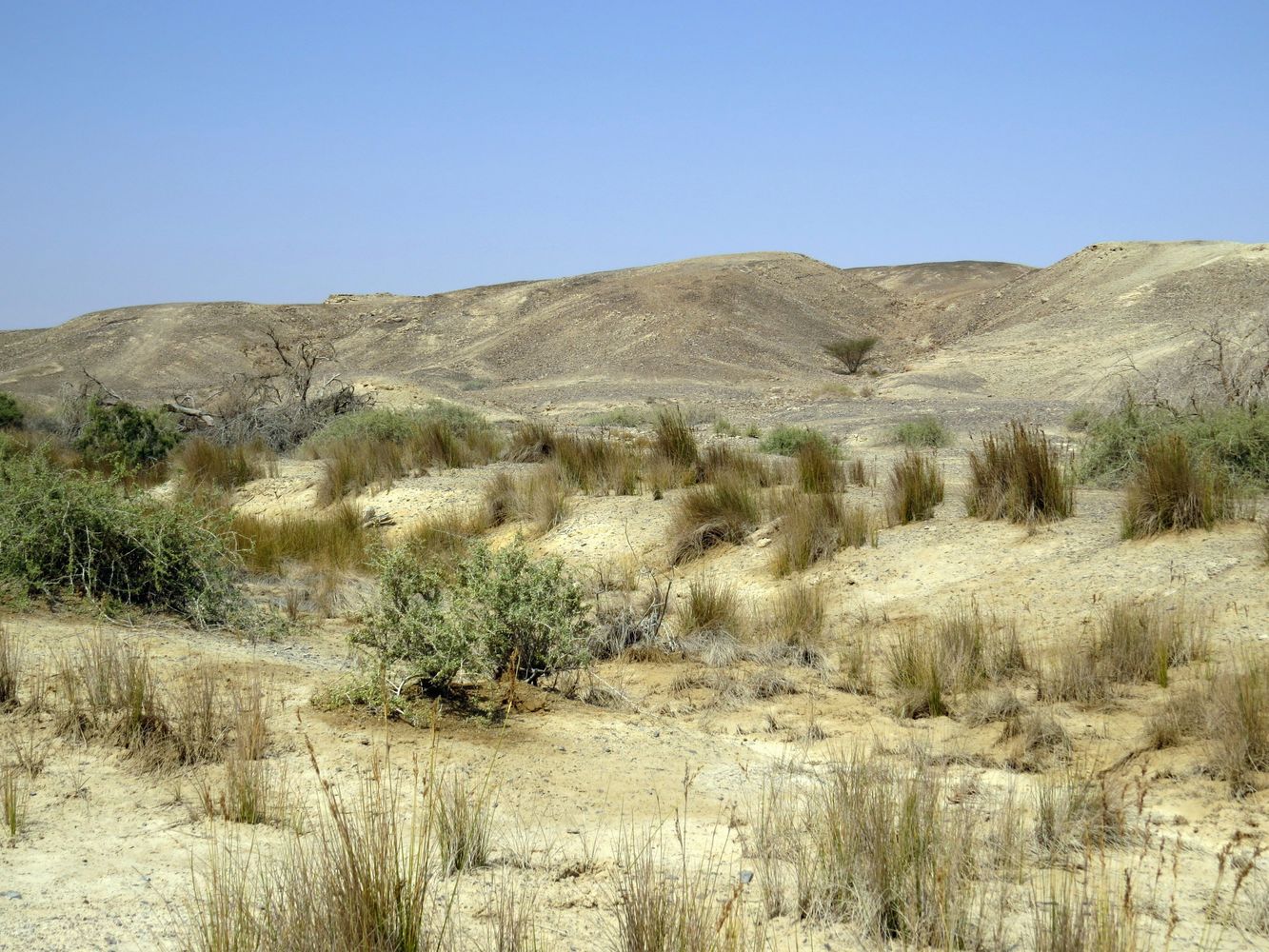 Image of Juncus arabicus specimen.