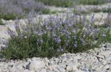 Veronica multifida. Цветущее растение. Краснодарский край, м/о Новороссийск, р-н Шесхарис, хр. Маркотх, каменистое место у ЛЭП. 12.05.2017.