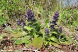 Ajuga pyramidalis. Цветущие растения. Беларусь, Минский р-н, остановочный пункт Зелёное, зарастающий луг у леса. 14.05.2017.