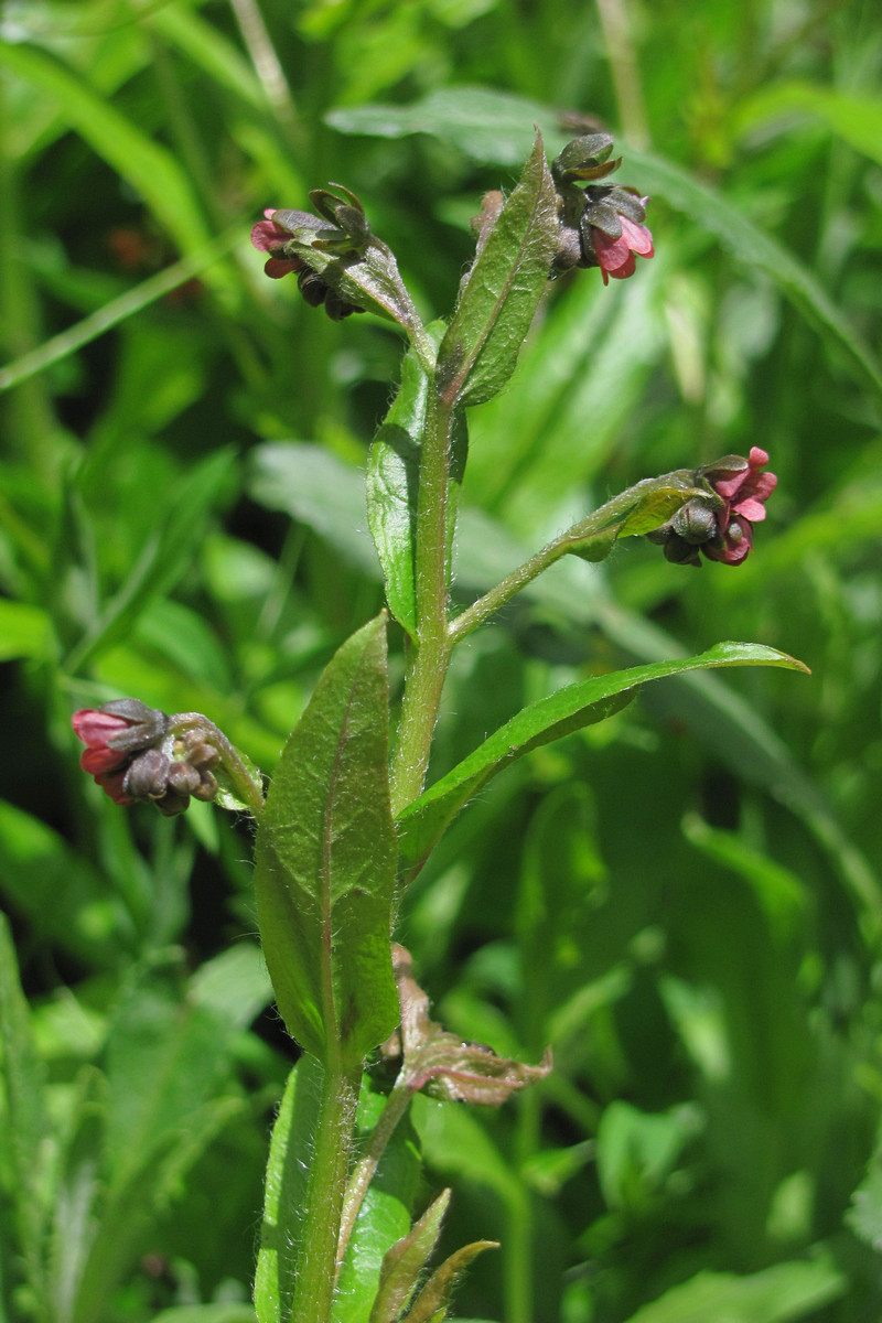 Изображение особи Cynoglossum germanicum.