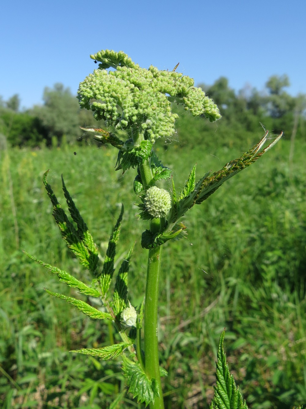 Image of Filipendula ulmaria specimen.