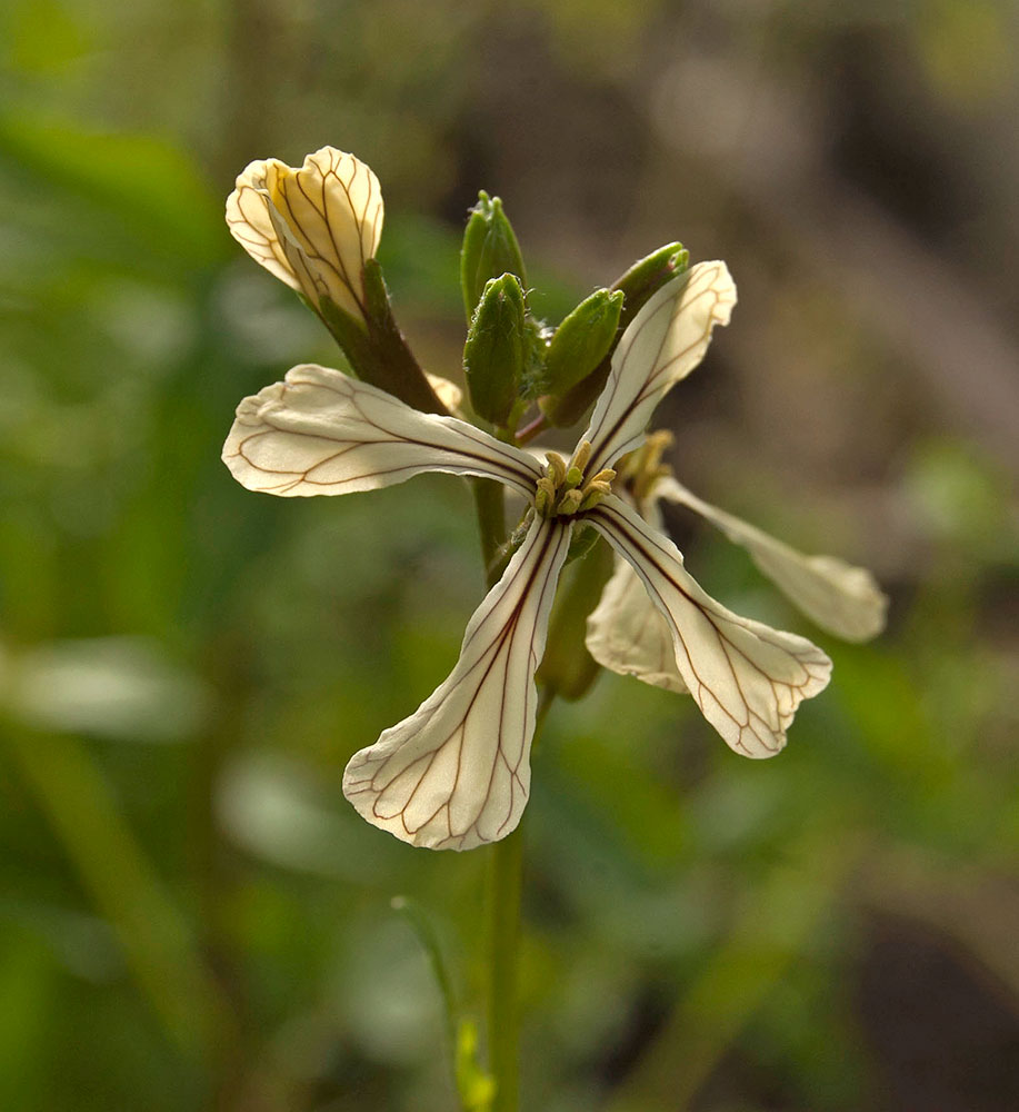 Изображение особи Eruca sativa.