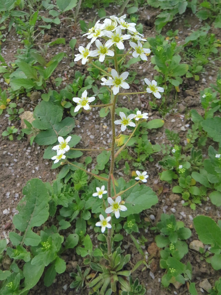 Image of Saxifraga paniculata specimen.