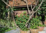 Plumeria obtusa. Нижняя часть дерева. Таиланд, о-в Пхукет, курорт Ката, территория гостиницы, в культуре. 10.01.2017.