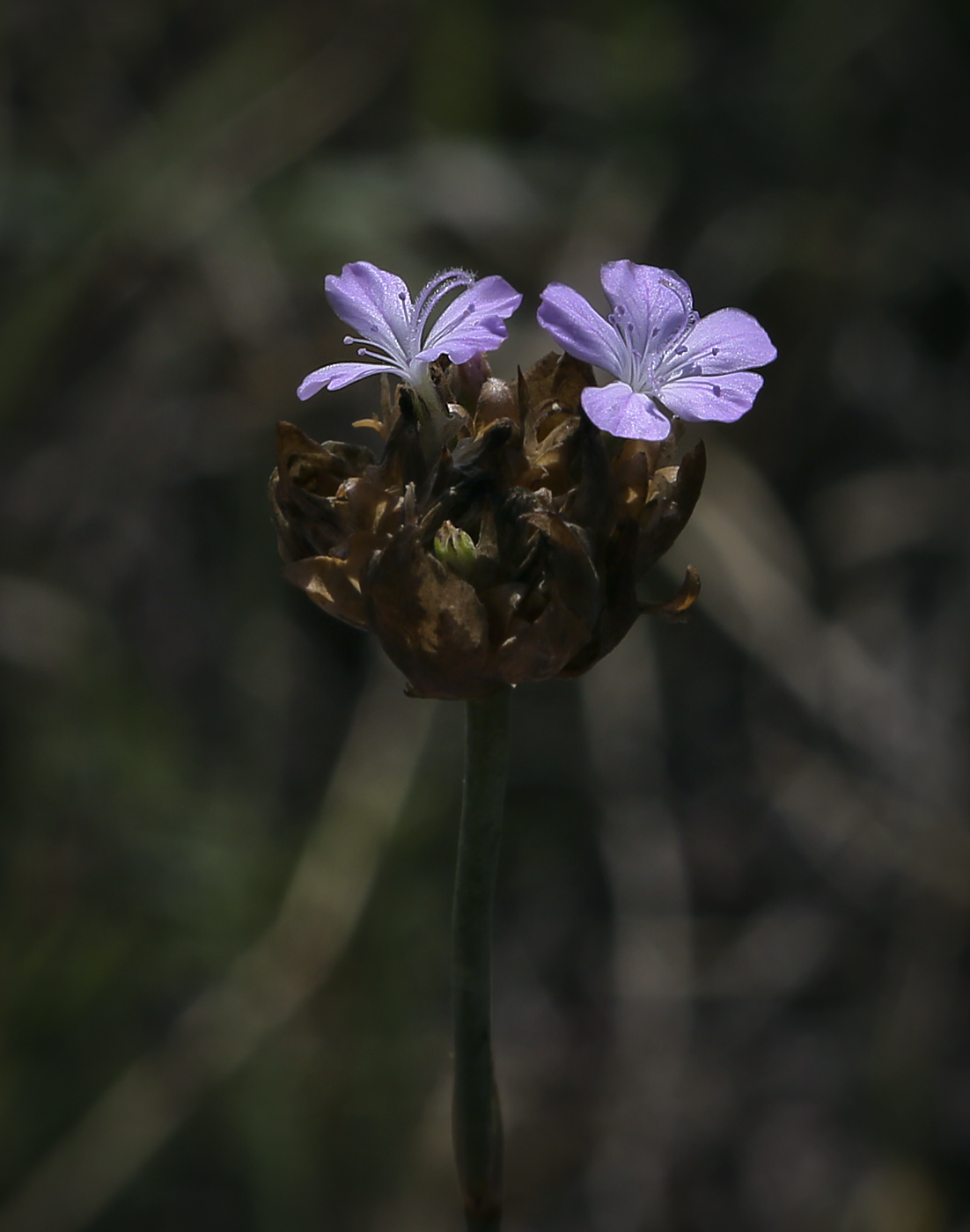 Image of Petrorhagia prolifera specimen.