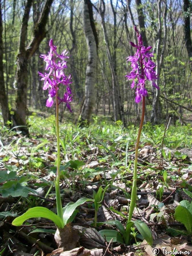 Image of Orchis mascula specimen.