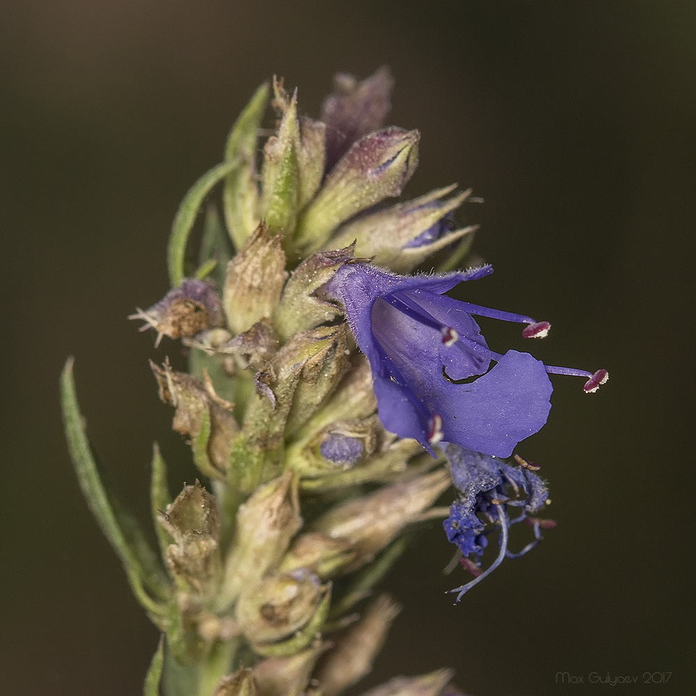 Image of Hyssopus officinalis specimen.