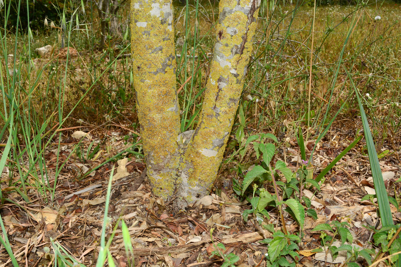 Image of Cassia brewsteri specimen.