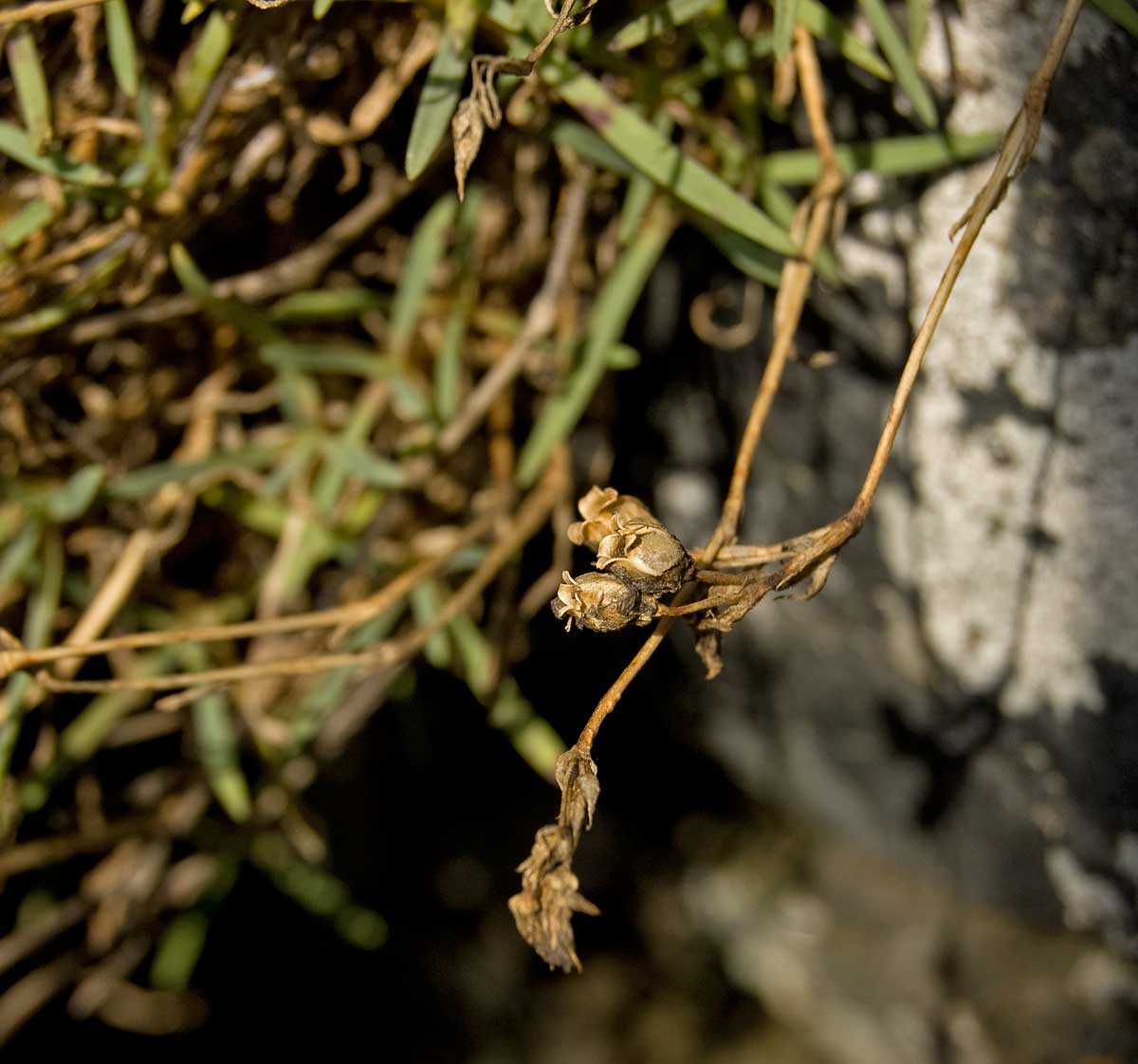 Изображение особи Gypsophila uralensis.