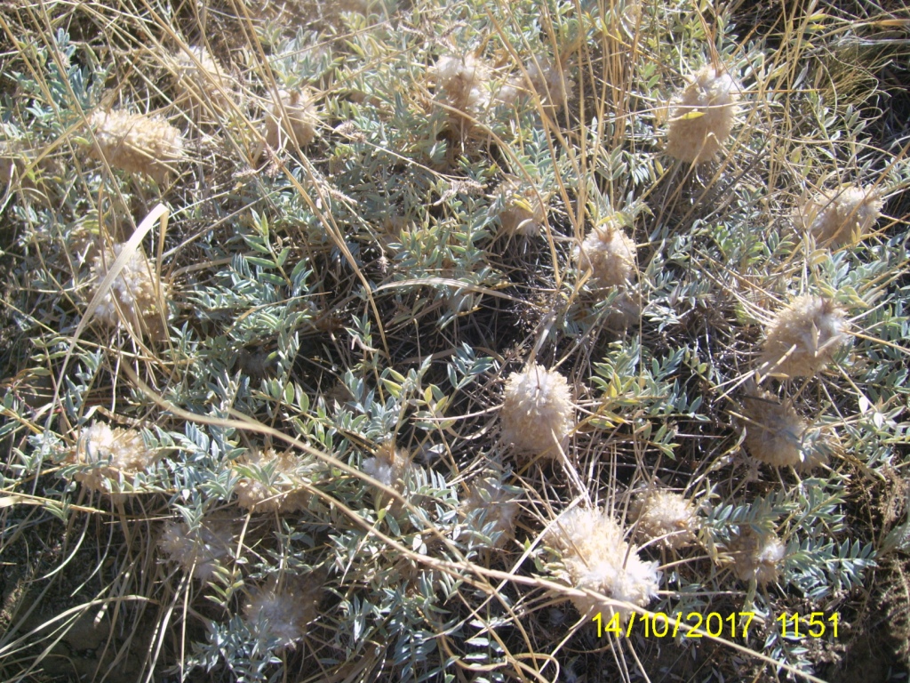Изображение особи Astragalus karjaginii.