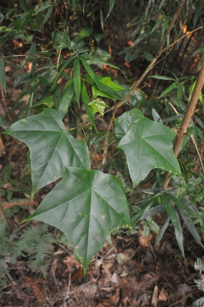 Image of Mytilaria laosensis specimen.