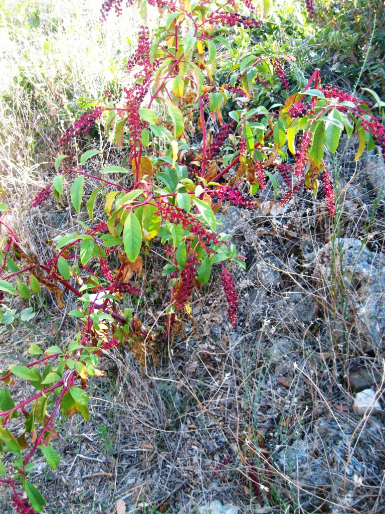 Изображение особи Phytolacca americana.