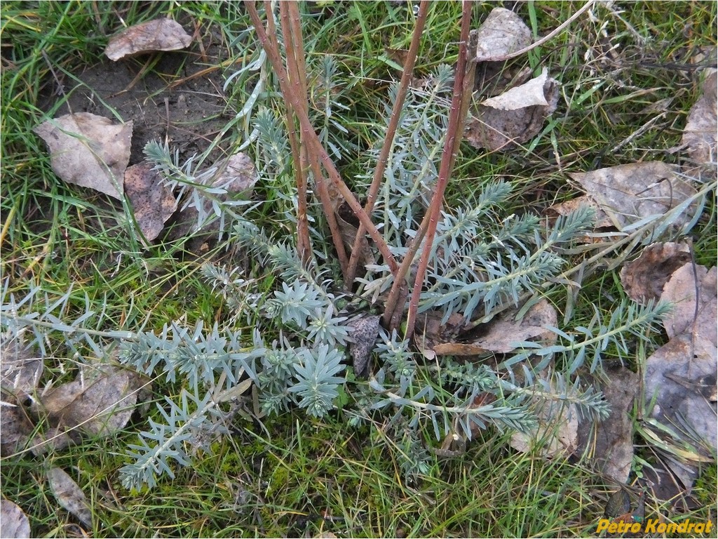 Image of Euphorbia seguieriana specimen.