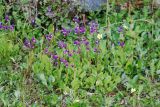 Dodecatheon frigidum. Цветущие растения. Чукотка, побережье бухты Провидения. 09.07.2011.