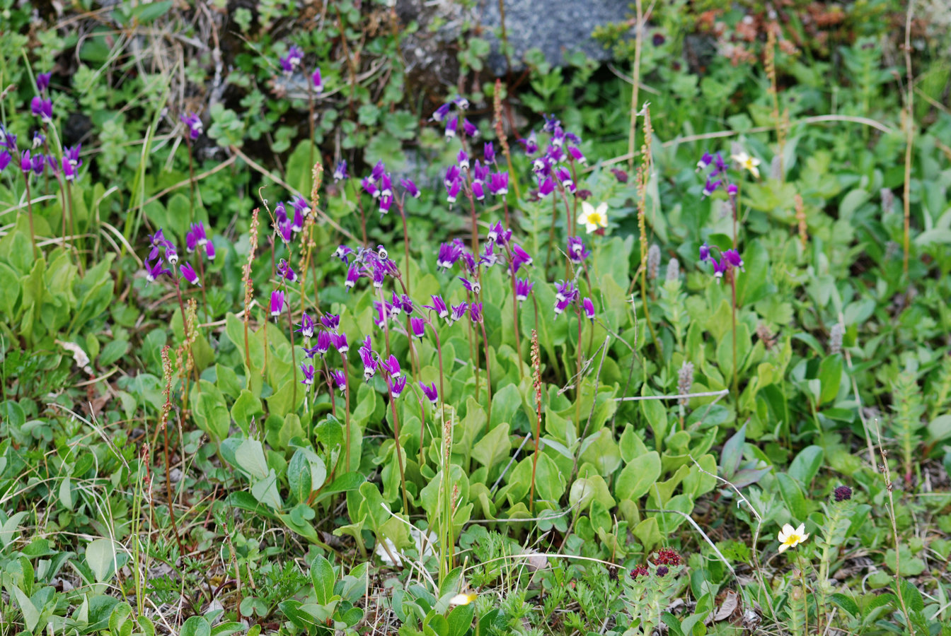 Изображение особи Dodecatheon frigidum.