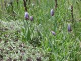 Fritillaria armena